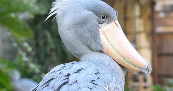 别小看又呆又傻的鲸头鹳，其实连鳄鱼都害怕这种蠢萌可爱的家伙