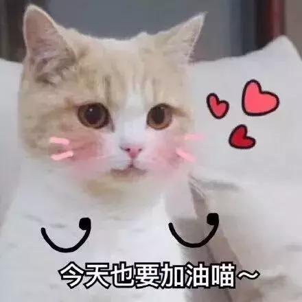 新手养猫适合养什么猫便宜,没钱养猫真的不能养吗