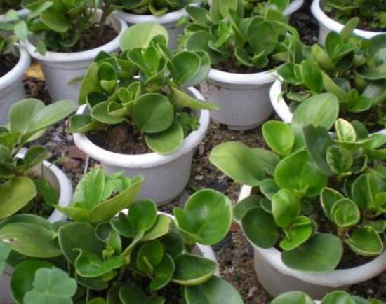 碧玉叶子发黄怎么办,碧玉叶子枯萎怎么处理