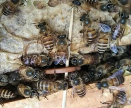 清理巢虫方法,蜂巢巢虫烂子怎么处理