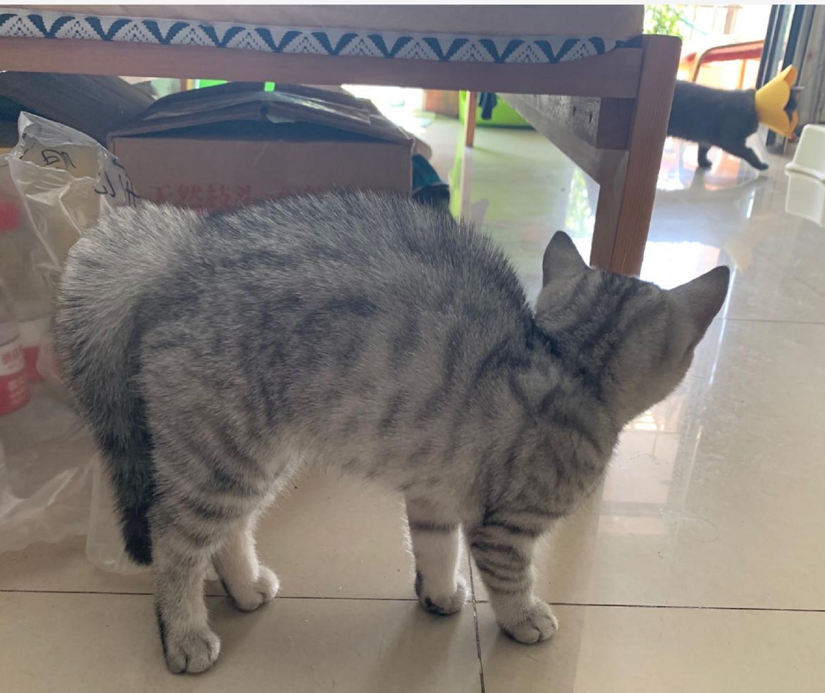 英短蓝白母猫最佳绝育年龄,英短蓝猫小奶猫的成长历程