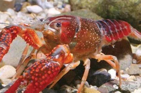 小龙虾养殖商业模式和盈利模式,小龙虾养殖一亩投资成本与收益