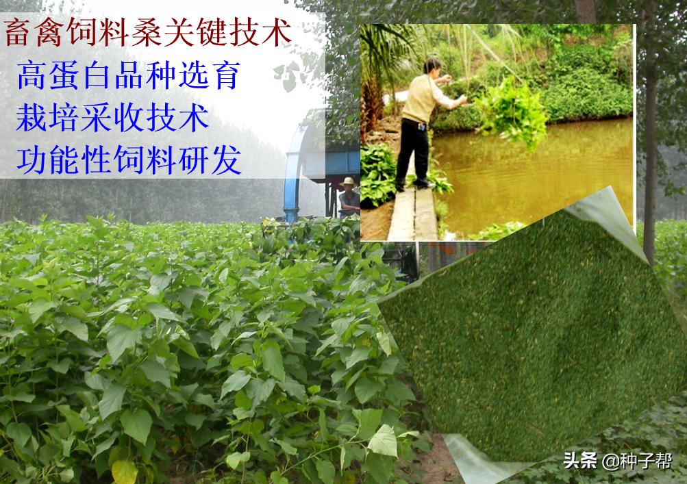 饲料桑品种,饲料桑品种介绍