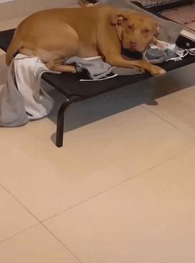 狗子不听话是你心太软,狗子不护主人