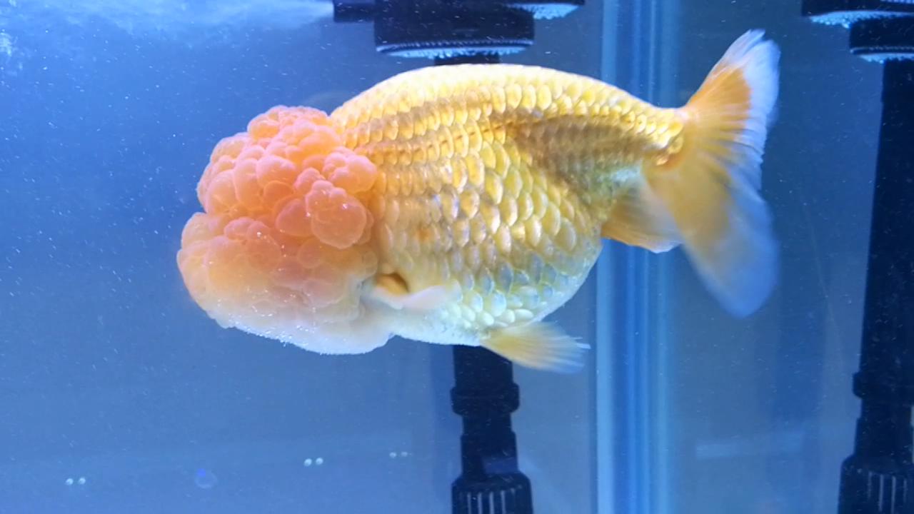 3条带病金鱼，让我稀里糊涂治好了，分享一下过程，现在状态很好