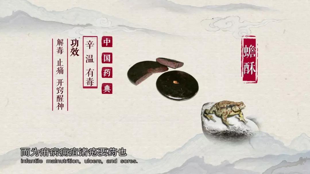 哪种蟑螂有药用价值,蟑螂药用价值是什么