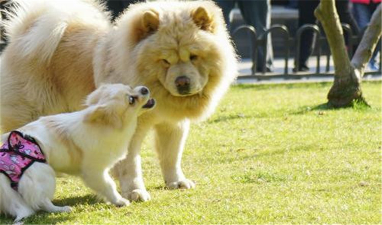 狗妈妈生了喂什么,狗妈妈刚生完孩子可以吃什么