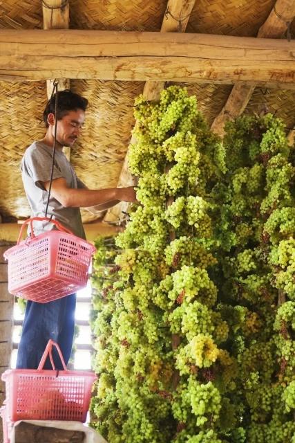 葡萄干刚买回来能不能吃,去年买的葡萄干还能吃吗