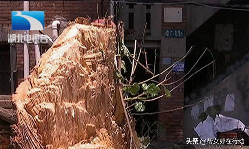 一场狂风掀掉了房顶,一场大风吹倒一棵大树压坏居民房