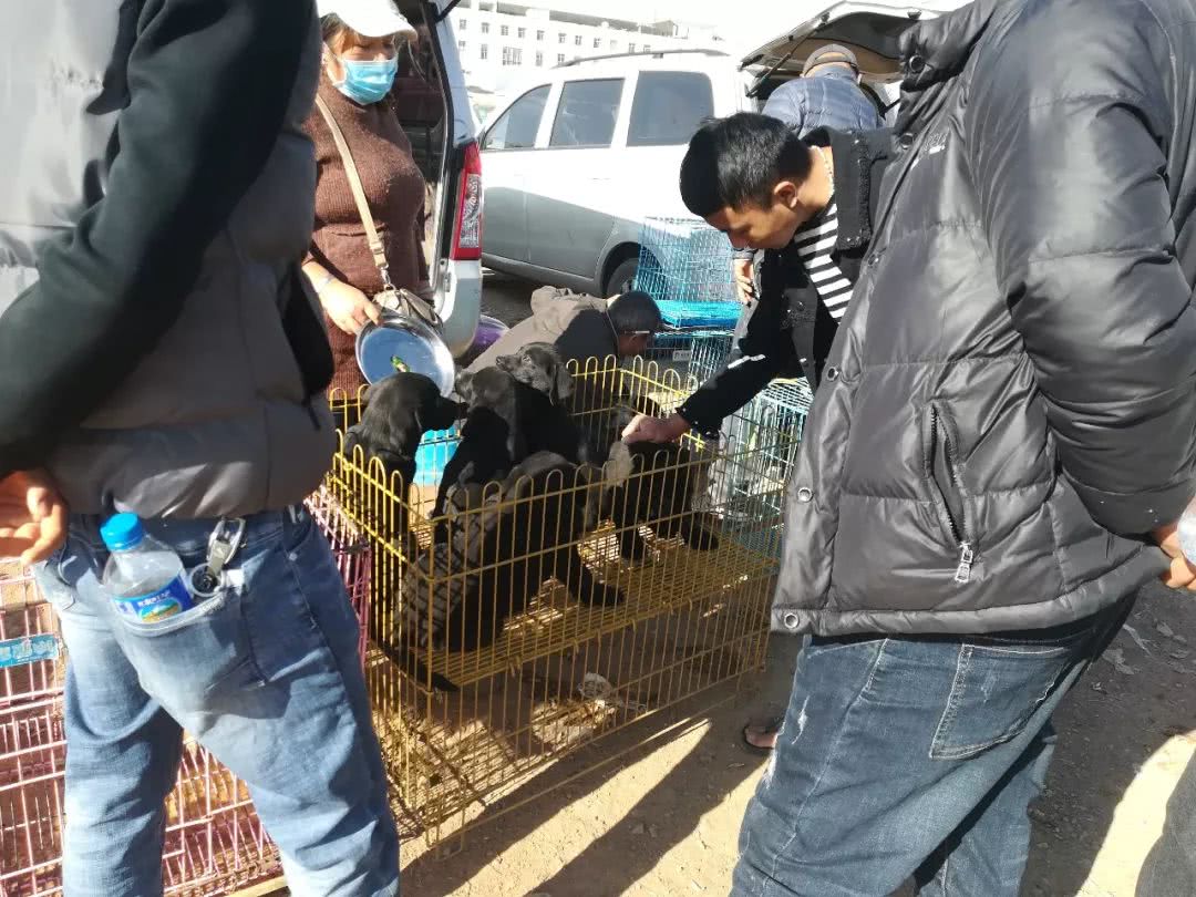 拉布拉多小狗狗市场有卖吗,拉布拉多狗市卖狗