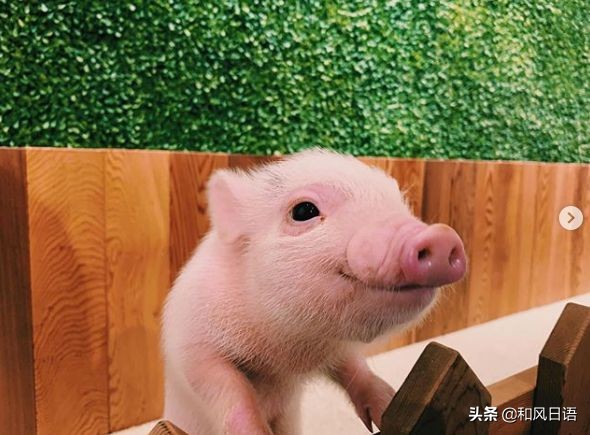 日本迷你猪咖啡厅,日本街头超有人气的猫头鹰咖啡厅