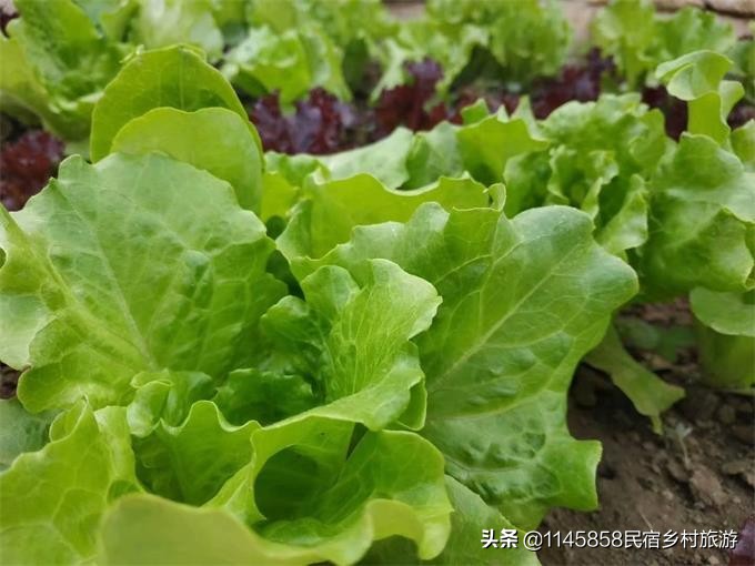 蓟州甜井水农家院,蓟州区车神架景区农家院