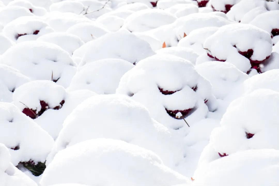 内工大初雪,大工山雪景