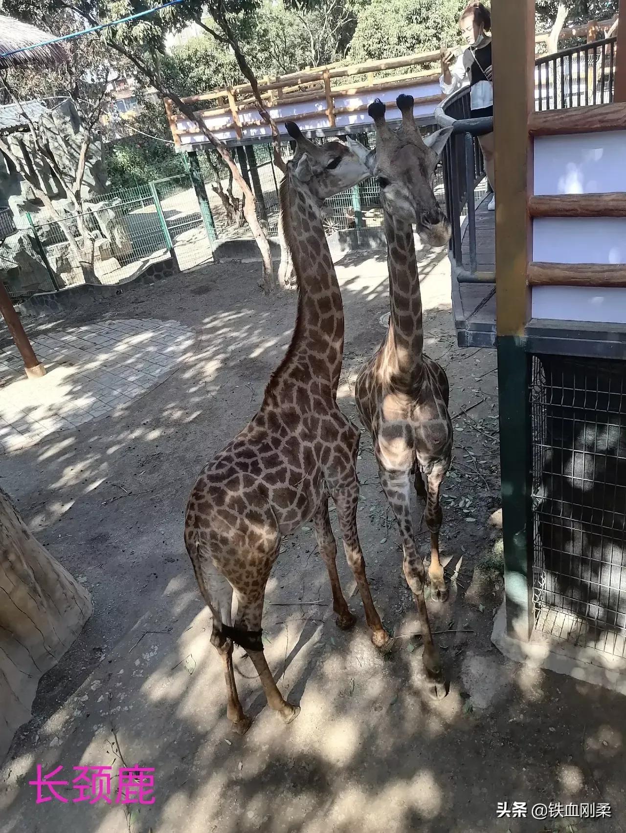 西双版纳景洪景区介绍,西双版纳景洪旅游胜地