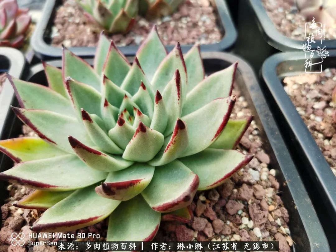 又到多肉变美时，一切都鼓励我积极向前