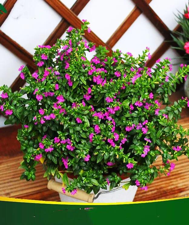 细叶萼距花的养殖方法,细叶萼距花的功效与作用