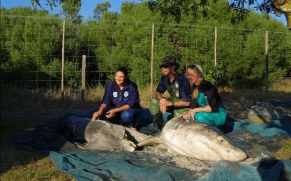 体型惊人的大白鲨,为什么大白鲨会害怕虎鲸