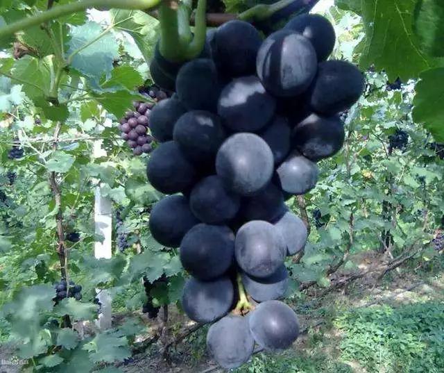 巨峰葡萄控旺技术视频,巨峰葡萄栽培管理技术