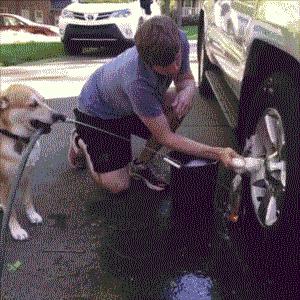 狗狗的几种类型,狗狗的性格会越来越像主人