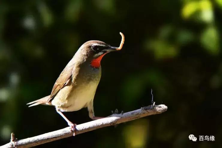 靛颏怎样快速上手,靛颏的十大忌讳