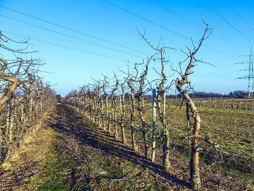 果园害虫金龟子种类,金龟甲病害