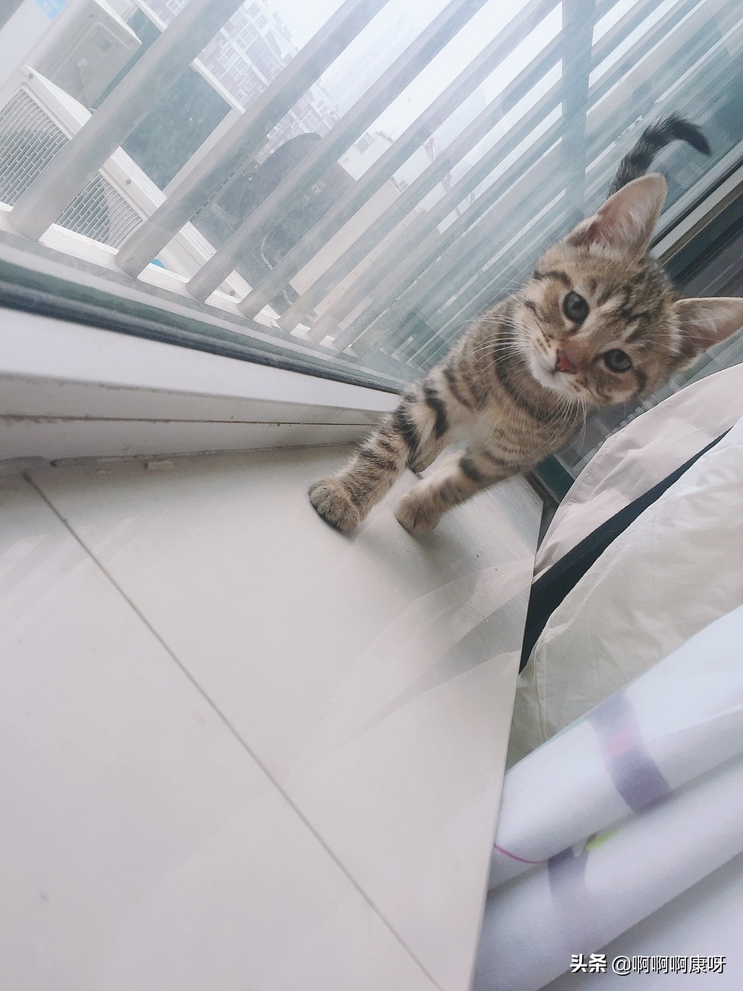 最好养的猫咪狸花猫,田园猫狸花猫真的不适合家养吗