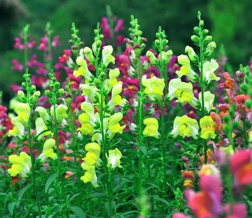 五一不能错过的花海,五一不能错过的美丽花海