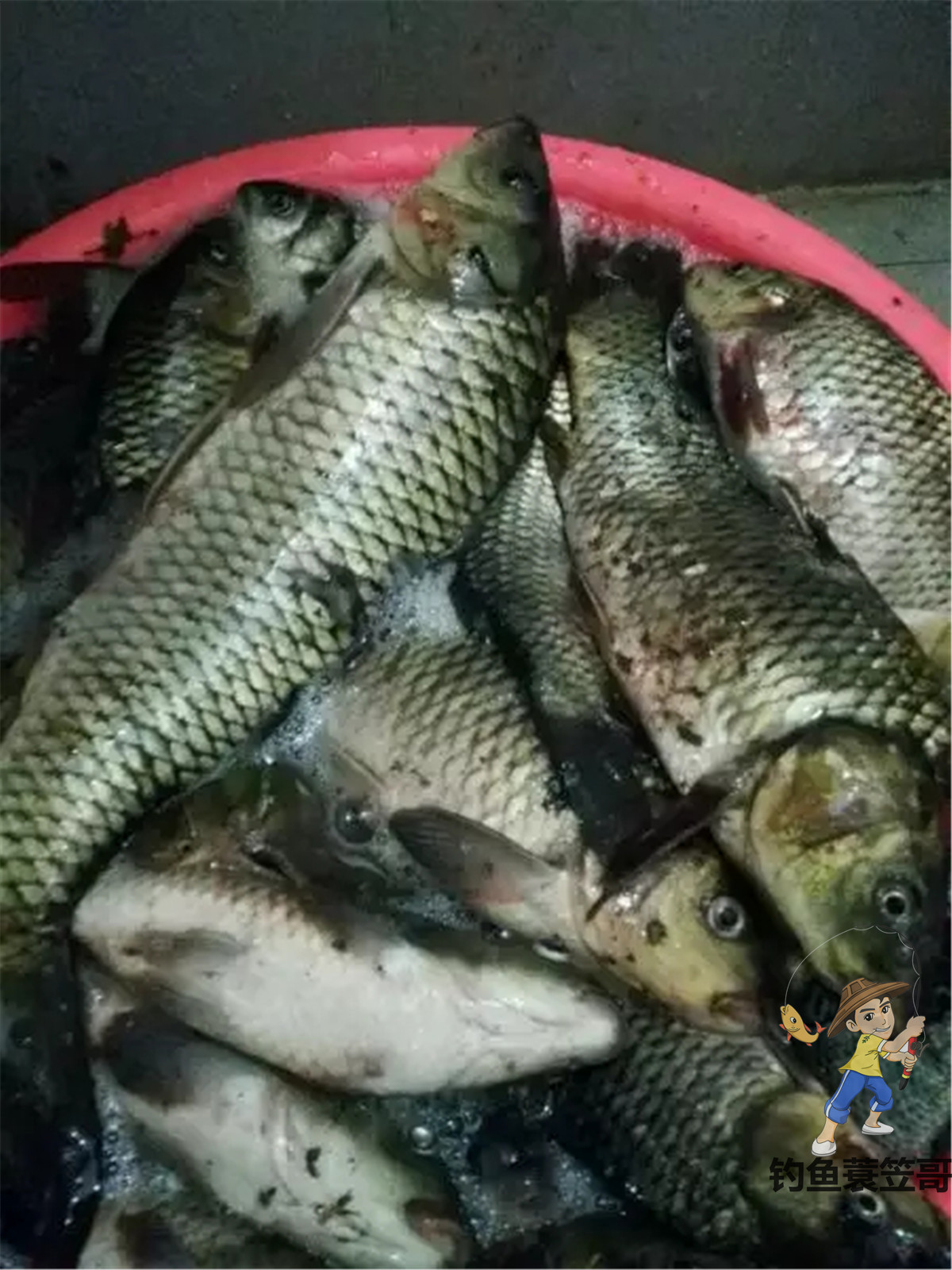 打窝小妙招,打窝最好的诱鱼方法