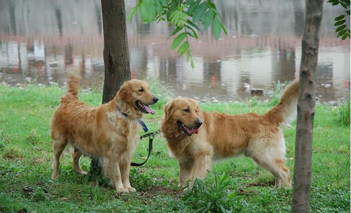 千万莫让爱犬伤人,放任狗狗恐吓他人怎么办
