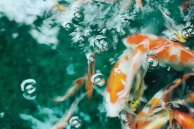 如此才华横溢,才华横溢十首诗