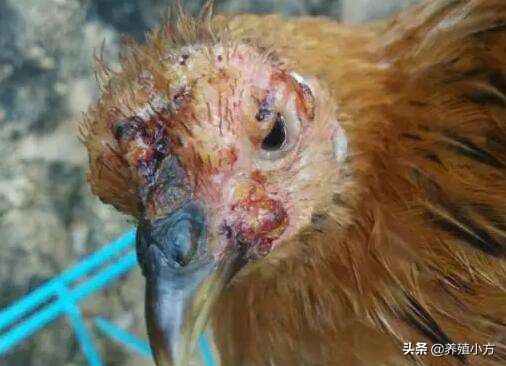 鸡痘长在眼睛上,鸡痘在鸡身上怎么治疗