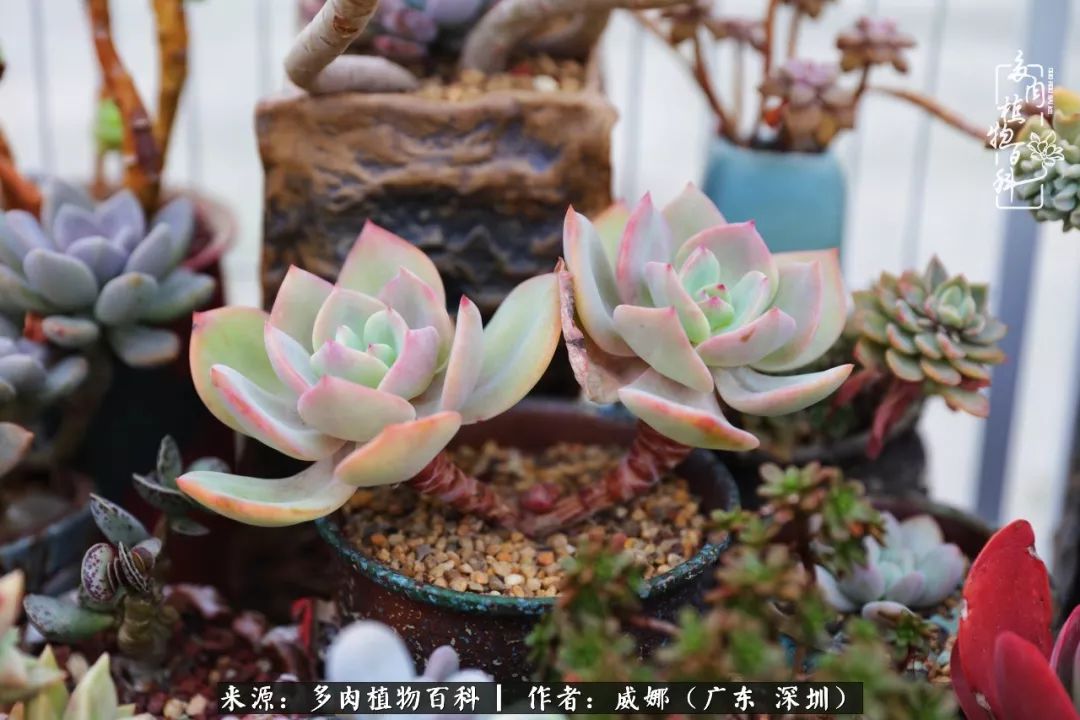 笼子里的多肉,露养的多肉和室内的多肉区别