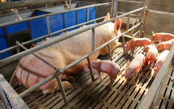 育肥猪猪蹄子烂了怎么办,育肥猪蹄裂怎么办