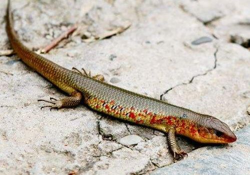 四脚爬行的蛇,四脚蛇蜥蜴断尾