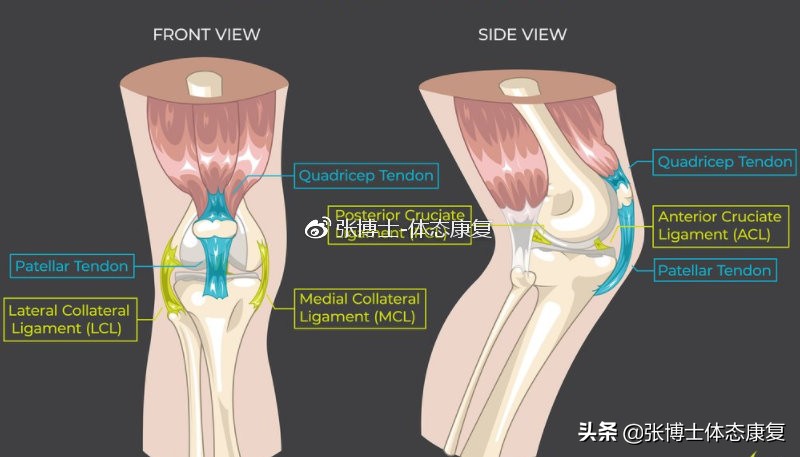 【运动康复科普】为什么你的膝关节内侧会出现疼痛？