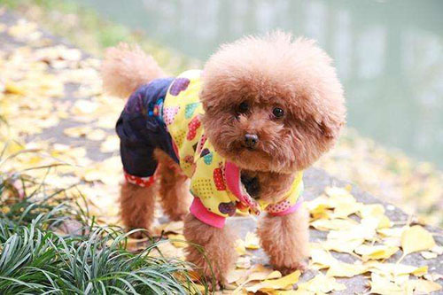 泰迪一般多大开始发情了,泰迪什么时候喂一顿