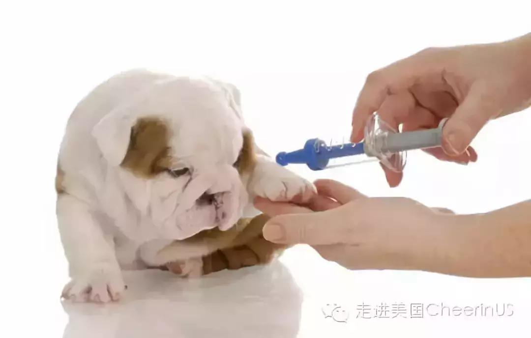 美国家庭都养什么犬,美国人喜欢养什么猛犬