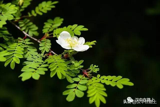 探秘汉中,汉中一村子窜入野生羚牛