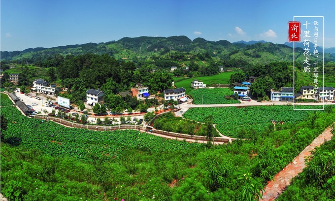 渝北周边采摘推荐,渝北茨竹附近采摘园