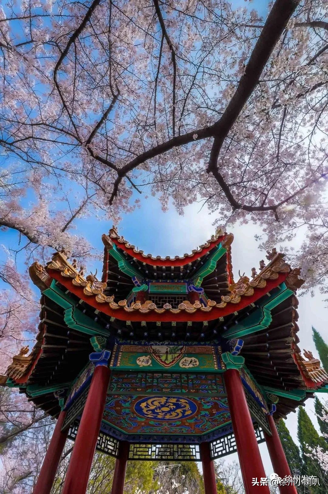 徐州彭祖园樱花节几号开始,徐州彭祖园樱花树开的太美了