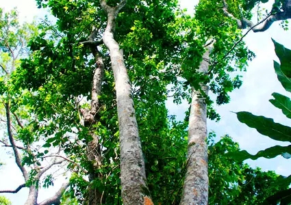 地暖地板木材,地暖地板橡木实木