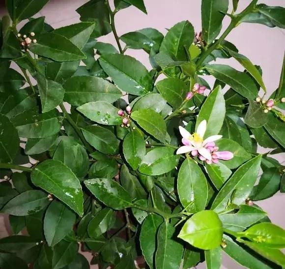 适合阳台养的四季开花有花香的花,花期长耐热耐寒又好养的花卉