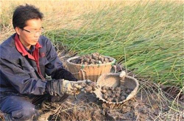 马蹄又名荸荠的栽培技术,荸荠种杨梅的栽培管理视频