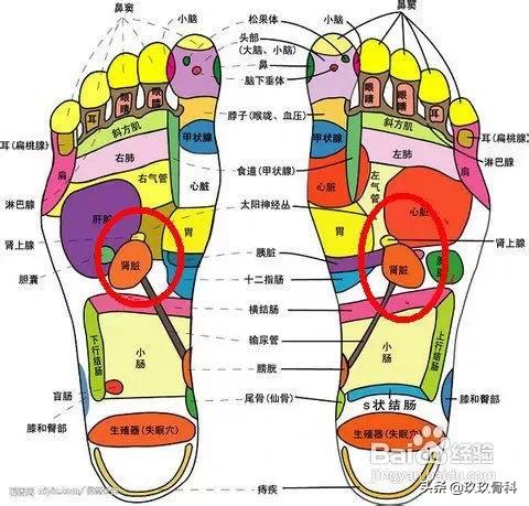 脚底是阳气的聚集的地方对吗,脚底穴位是人体第二心脏吗