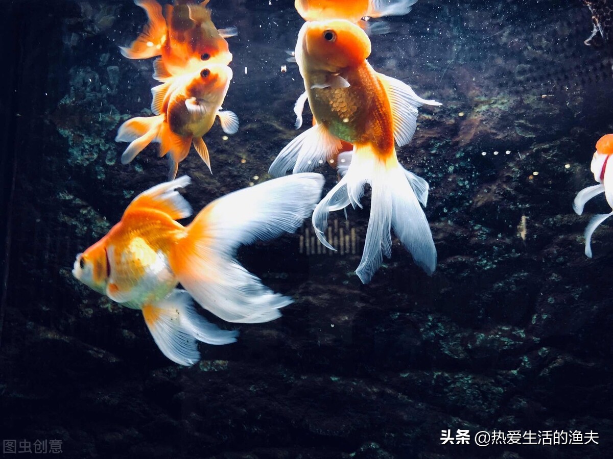 为什么买回来的金鱼活不了多久,为啥买回来的金鱼不生小鱼