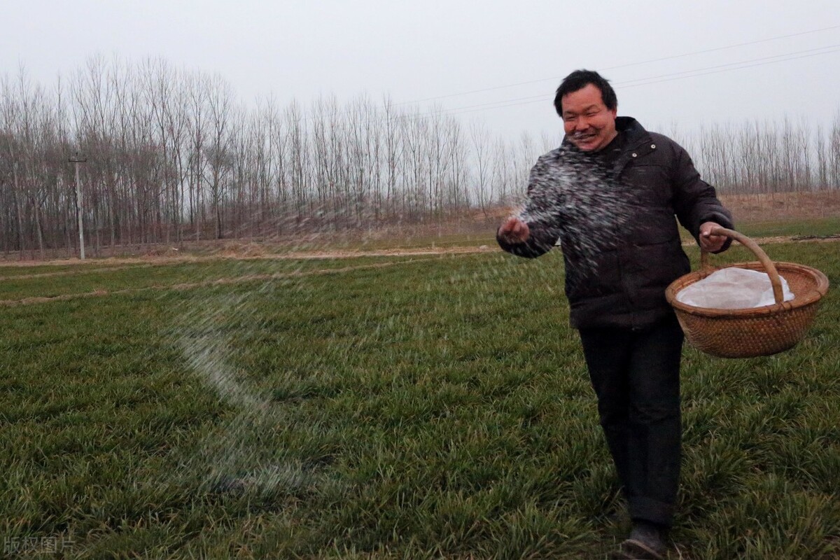 记住这个口诀施肥不用愁,冲施尿素加啥利用率高