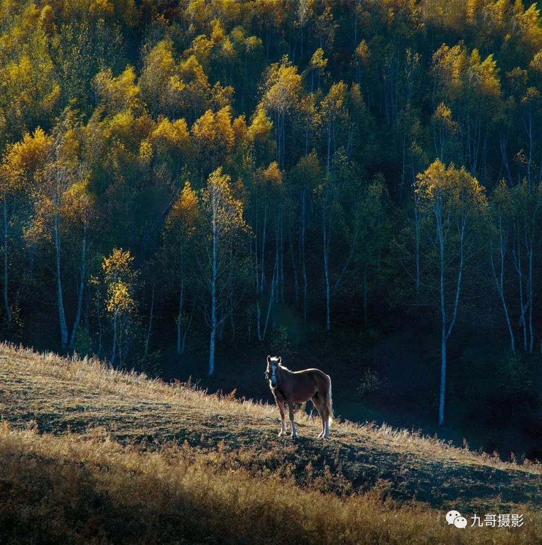 坝上草原天路美景,大美坝上风光系列之一