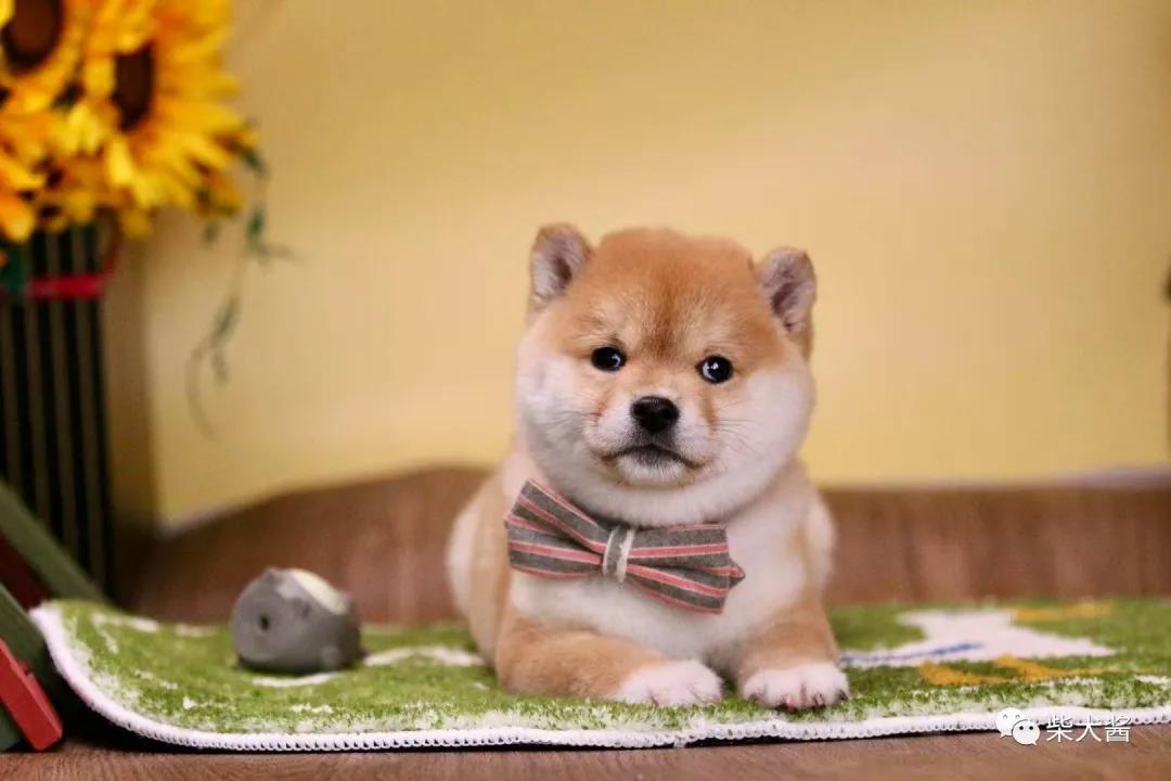 想买柴犬怎么才比较靠谱,想买正统的柴犬