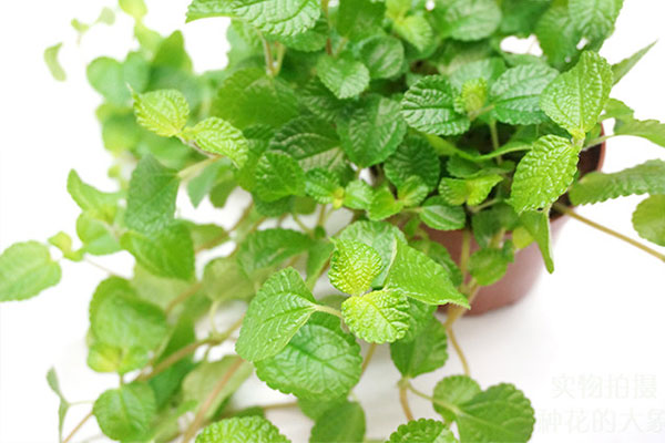 吸毒草开完花后如何打理,吸毒草叶子发黄怎么办