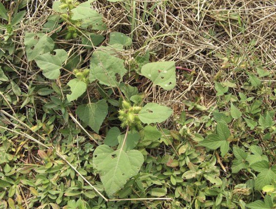 “1种杂草”在田边，被称为“苍耳子”，能结出绿色小果，珍贵